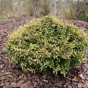 Glow Pop Japanese Holly Live Plant – Ilex Crenata – 4 inch Pot – Evergreen - Image 2