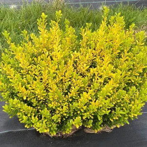 Glow Pop Japanese Holly Live Plant – Ilex Crenata – 4 inch Pot – Evergreen - Image 1