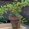 Goji Berry Live Plant - 1 ft Tall Lycium Fruit Bush in 6 inch Pot - Image 1