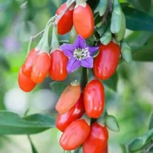 Goji Berry Live Plant - 2.5 to 3.5 ft Tall - Lycium barbarum - Edible Fruit Bush - Image 1