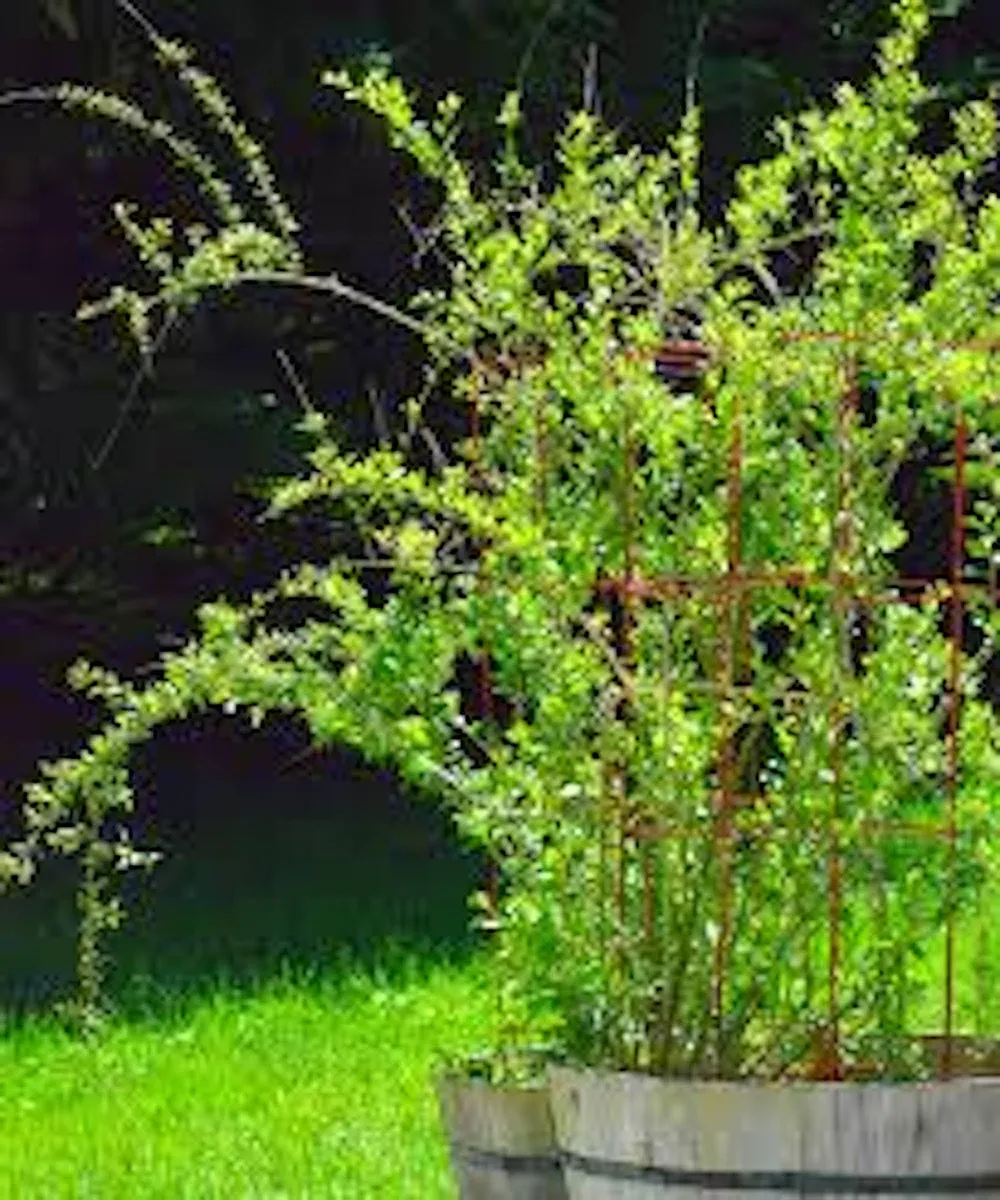 Goji Berry Plant Lycium barbarum Fruit Starter Plant - Live Fruit Bush - Image 2