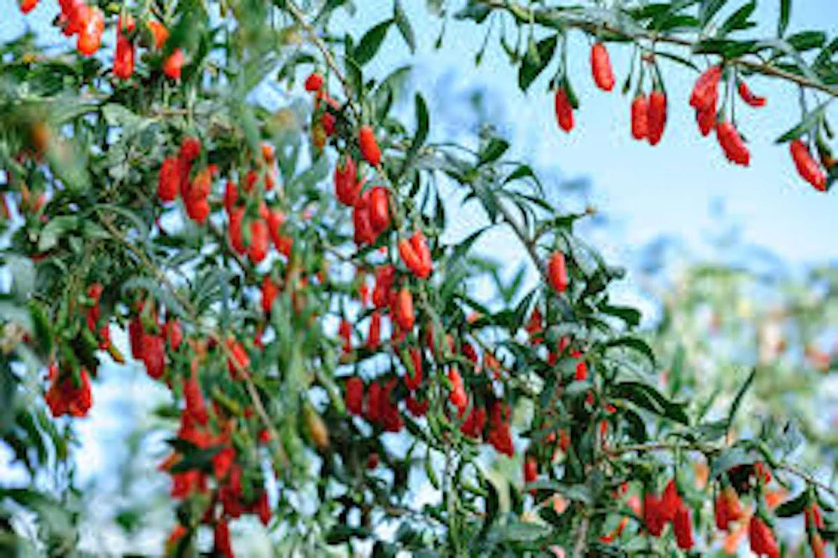 Goji Berry Plant Lycium barbarum Fruit Starter Plant - Live Fruit Bush - Image 3