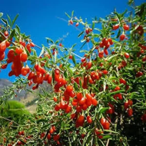 Goji Berry Plant Lycium barbarum Fruit Starter Plant - Live Fruit Bush - Image 1