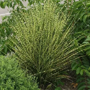 Gold Bar Maiden Grass Perennial Live Plant - Miscanthus - 2.5