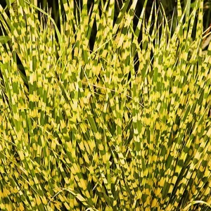 Gold Bar Maiden Grass Perennial Live Plant - Miscanthus - 2.5