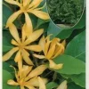 Gold Champaca Tree Live Plant – 2 Feet Tall – 6 inch Pot – Fragrant Yellow Flowers - Image 1