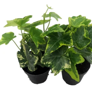 Gold Child English Ivy Live Plant - Hardy Groundcover & Houseplant, 2-Pack 2