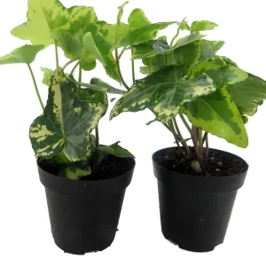 Gold Child English Ivy Live Plant - Hardy Groundcover & Houseplant, 2-Pack 2