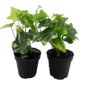 Gold Child English Ivy Live Plant - Hardy Groundcover & Houseplant, 2-Pack 2