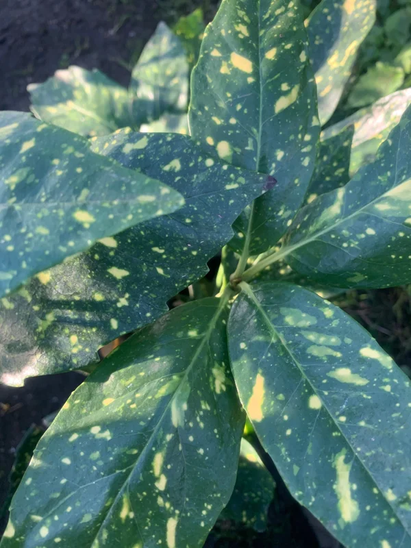 Gold Dust Aucuba Japonica Variegata Live Plant – 6 inch Pot – Indoor/Outdoor Shrub - Image 1