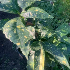 Gold Dust Aucuba Japonica Variegata Live Plant – 6 inch Pot – Indoor/Outdoor Shrub - Image 2