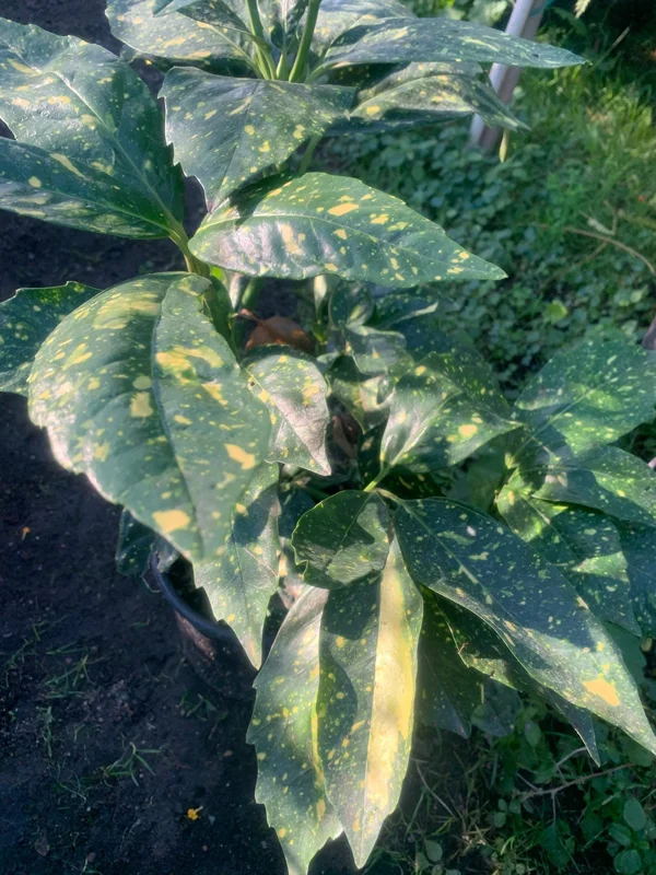 Gold Dust Aucuba Japonica Variegata Live Plant – 6 inch Pot – Indoor/Outdoor Shrub - Image 2