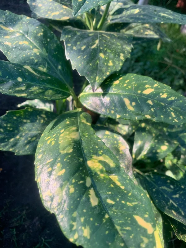 Gold Dust Aucuba Japonica Variegata Live Plant – 6 inch Pot – Indoor/Outdoor Shrub - Image 3