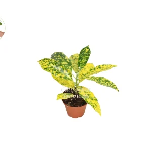 Gold Dust Croton Live Plant – 2 inch Pot – Vibrant Foliage Houseplant - Image 1