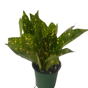 Gold Dust Croton Live Plant – 4
