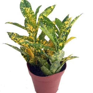 Gold Dust Croton Live Plant – 4" Pot – Colorful Indoor Houseplant - Image 1