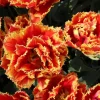 Gold Dust Fringed Tulip Bulbs - Scarlet & Gold Edges - Image 1