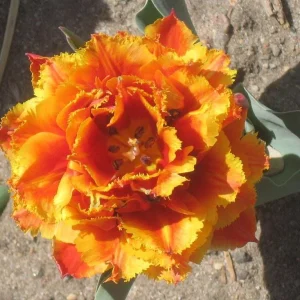 Gold Dust Fringed Tulip Bulbs - Scarlet & Gold Edges - Image 2