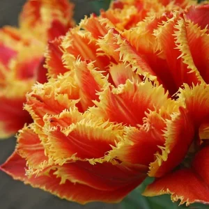 Gold Dust Fringed Tulip Bulbs - Scarlet & Gold Edges - Image 3