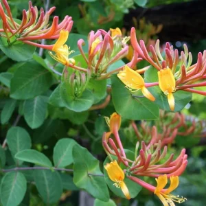 Gold Flame Honeysuckle Vine - Lonicera Live Plant - 2.5