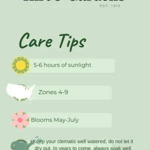 Gold Flame Honeysuckle Vine - Lonicera Live Plant - 2.5