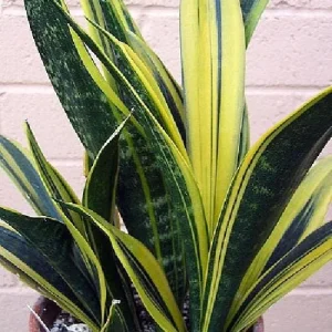 Gold Flame Snake Plant Live Plant – Sansevieria Trifasciata 'Laurentii' – 4 inch Pot – Indoor - Image 2