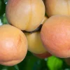 Gold Kist Apricot Tree - Live Plant - 3 to 4 Feet Tall - 3 Gallon Pot - Outdoor - Image 1