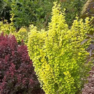 Gold Pillar Barberry Live Plant – Golden Foliage Shrub – 4 inch Pot – Outdoor - Image 2