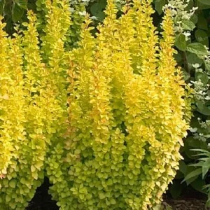Gold Pillar Barberry Live Plant – Golden Foliage Shrub – 4 inch Pot – Outdoor - Image 4