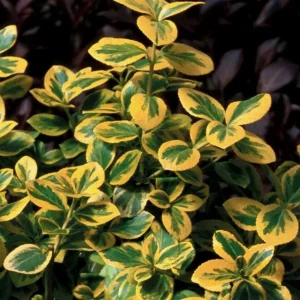 Gold Splash Wintercreeper Live Plant – Euonymus fortunei – 4
