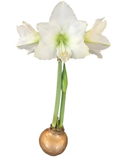 Gold Waxed Denver White Amaryllis Bulb - Size 28/30 - Indoor Bloom - Image 1