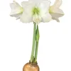 Gold Waxed Denver White Amaryllis Bulb - Size 28/30 - Indoor Bloom - Image 1