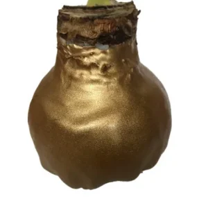 Gold Waxed Denver White Amaryllis Bulb - Size 28/30 - Indoor Bloom - Image 2