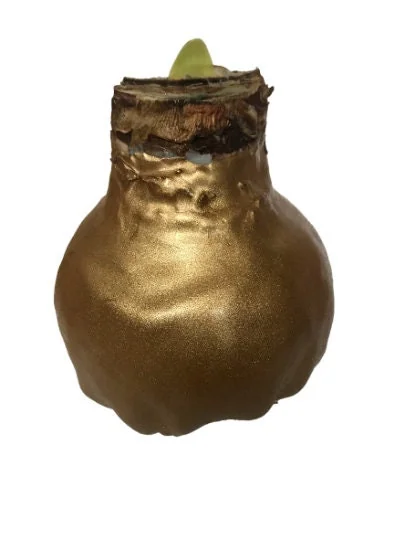 Gold Waxed Denver White Amaryllis Bulb - Size 28/30 - Indoor Bloom - Image 2