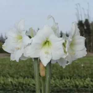 Gold Waxed Denver White Amaryllis Bulb - Size 28/30 - Indoor Bloom - Image 3