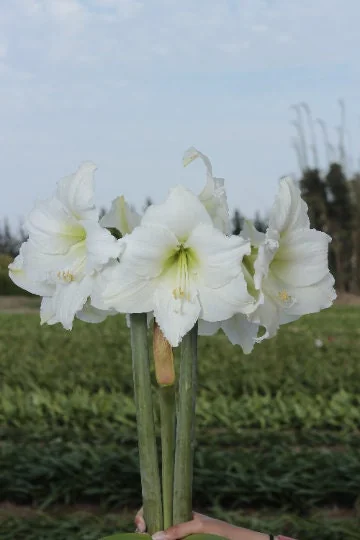 Gold Waxed Denver White Amaryllis Bulb - Size 28/30 - Indoor Bloom - Image 3