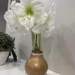 Gold Waxed Denver White Amaryllis Bulb Size 36/38 - Indoor Holiday Decor - Image 1