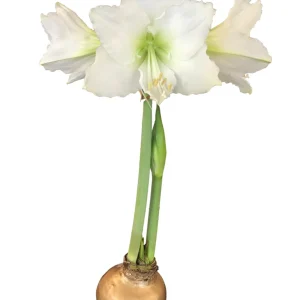 Gold Waxed Denver White Amaryllis Bulb Size 36/38 - Indoor Holiday Decor - Image 2