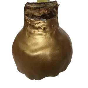 Gold Waxed Denver White Amaryllis Bulb Size 36/38 - Indoor Holiday Decor - Image 3