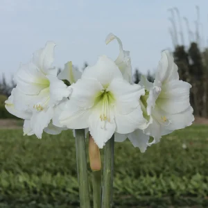 Gold Waxed Denver White Amaryllis Bulb Size 36/38 - Indoor Holiday Decor - Image 4