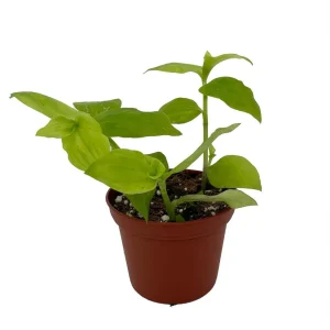 Gold Wing Tradescantia Live Plant - 2.5 inch Pot - Indoor Potted Houseplant - Image 2