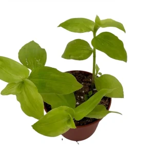 Gold Wing Tradescantia Live Plant - 2.5 inch Pot - Indoor Potted Houseplant - Image 1