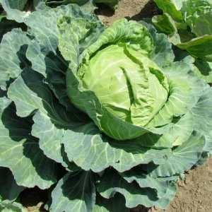Golden Acre Cabbage Seeds - Non-GMO Heirloom Garden Vegetable Seeds - Image 3