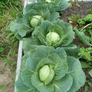 Golden Acre Cabbage Seeds - Non-GMO Heirloom Garden Vegetable Seeds - Image 1