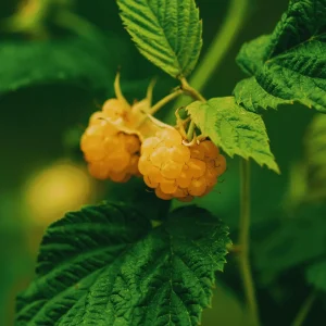 Golden Anne Raspberry Bare Root Cane - Everbearing Plant, 1-Year-Old - Image 1