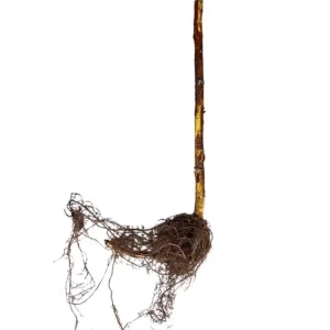 Golden Anne Raspberry Bare Root Cane - Everbearing Plant, 1-Year-Old - Image 6