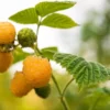 Golden Anne Raspberry Live Plant - Everbearing Yellow Berry Bush - Rubus idaeus - Zones 4-8 - Image 1