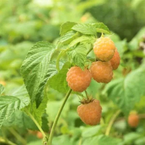 Golden Anne Raspberry Live Plant - Everbearing Yellow Berry Bush - Rubus idaeus - Zones 4-8 - Image 3