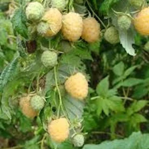 Golden Anne Raspberry Live Plant - Everbearing Yellow Berry Bush - Rubus idaeus - Zones 4-8 - Image 4