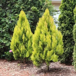 Golden Arborvitae Live Plant – Evergreen Hedge 8-14